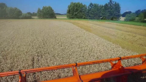 Combine Harvesting Wheat 動画素材 209966699