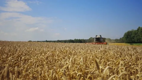 Combine Harvesting Wheat 動画素材 209966729