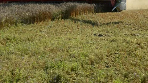 Combine harvesting wheats Stock Footage 10743605