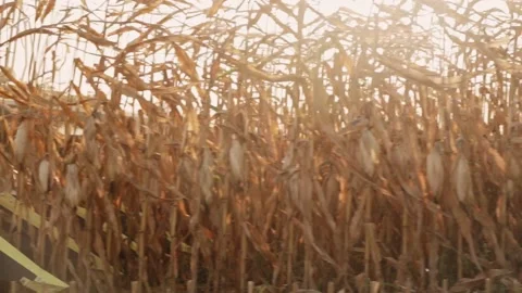The combine harvests corn. close-up. sunset Stock Footage 169927259