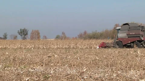A combine harvests corn in a field Stock-Footage 99431627