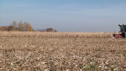 A combine harvests corn in a field Stock Footage 99431721