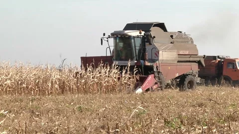 A combine harvests corn in a field Stock Footage 99432068