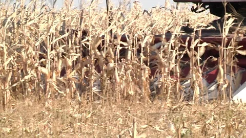 A combine harvests corn in a field Stock Footage 99432089