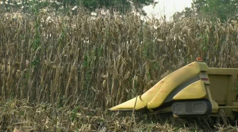 Combine Harvests Corn Stock Footage 698944