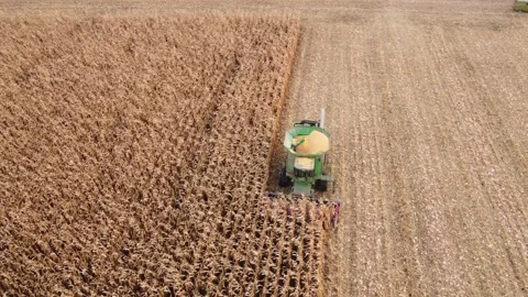 The combine harvests corn Stock Footage 165781438
