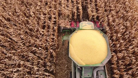 The combine harvests corn Stock Footage 166587800