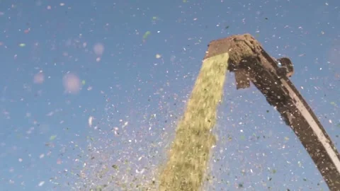 A combine harvests a crop of corn. Unloading corn into a truck. close-up Stock Footage 249891129