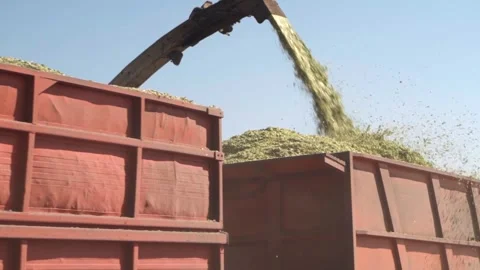 A combine harvests a crop of corn. Unloading corn into a truck Stock Footage 249891139