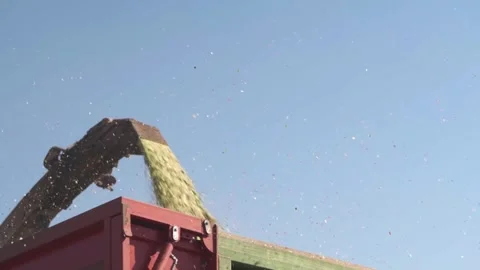 A combine harvests a crop of corn. Unloading corn into a truck. close-up Stock Footage 250092759