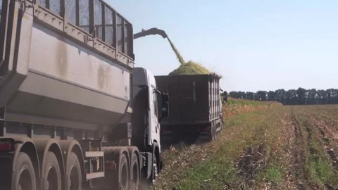 A combine harvests a crop of corn. Unloading corn into a truck Stock Footage 250340853