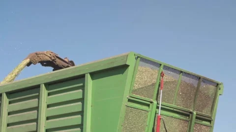 A combine harvests a crop of corn. Unloading corn into a truck. Stock Footage 250674399