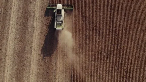 A combine harvests crop in field. 스톡 동영상 152174743
