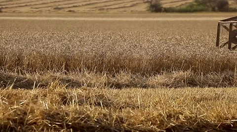 Combine harvests crops Video stock 68189954