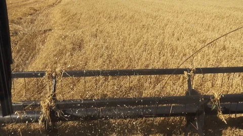 Combine Harvests Crops 스톡 동영상 99851543