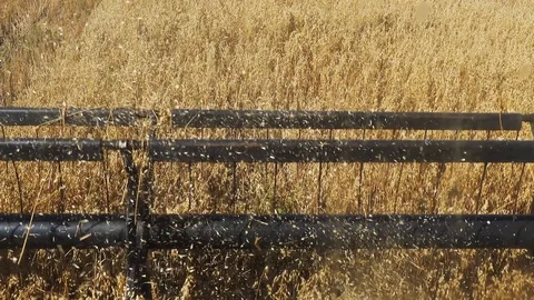 Combine Harvests Crops Видео 101789539