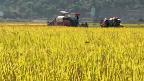 A combine harvests crops while moving across the field with distant trees Video stock 334853993