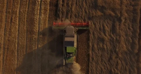 Combine harvests in the fall Video stock 97053281