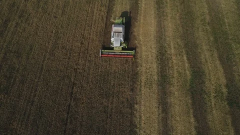 Combine harvests in the field Stock Footage 96036166