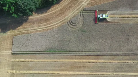 A combine harvests a field of grain in fine weather5 Video stock 136961397
