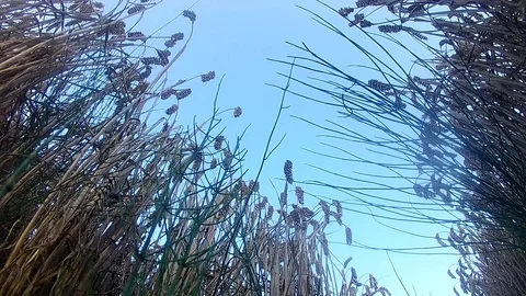 The combine harvests the grain, record from under the wheels Stock Footage 74370723
