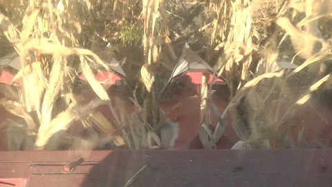 A combine harvests a ripe corn field, the view from the cabin Stock Footage 99431709