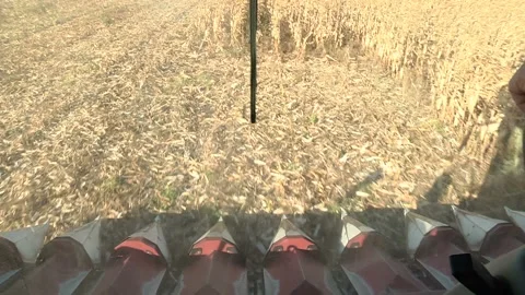 A combine harvests a ripe corn field, the view from the cabin Stock Footage 99431722