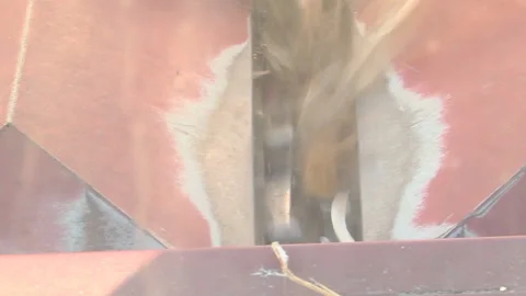 A combine harvests a ripe corn field, the view from the cabin Stock Footage 99431774
