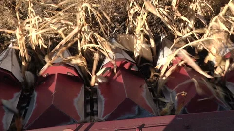 A combine harvests a ripe corn field, the view from the cabin Stock Footage 99431876