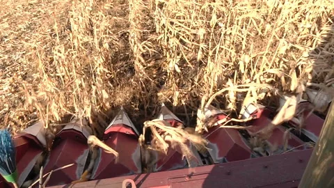 A combine harvests a ripe corn field, the view from the cabin Stock Footage 99431922