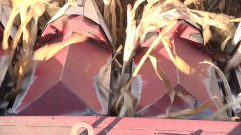 A combine harvests a ripe corn field, the view from the cabin Stock Footage 99431941