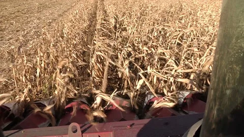 A combine harvests a ripe corn field, the view from the cabin Stock Footage 99432005