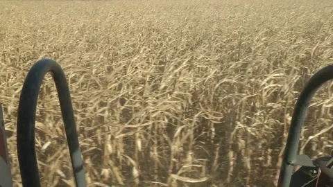 A combine harvests a ripe corn field, the view from the cabin Stock Footage 99432038