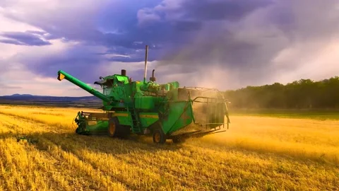 The combine harvests ripe wheat during sunset in the occupied territories of Stock Footage 239128643