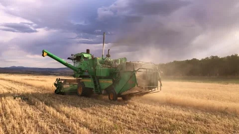 The combine harvests ripe wheat during sunset in the occupied territories of 動画素材 240494790