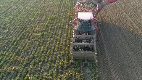 The combine harvests sugar beet in the field, aerial view Stock Footage 123663182