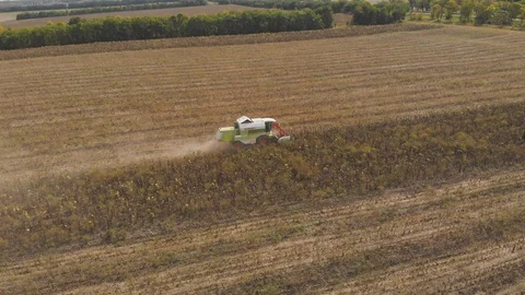 Combine harvests sunflowers Stock Footage 95937222