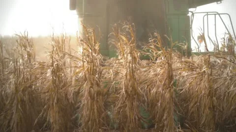 Combine Harvests Towards Camera 스톡 동영상 8985454