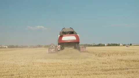 The combine harvests wheat. back view Video stock 198399663