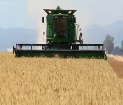 Combine harvests wheat in field 스톡 동영상 21525567