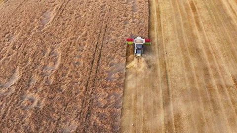 The combine harvests a wheat field Stock Footage 322900358