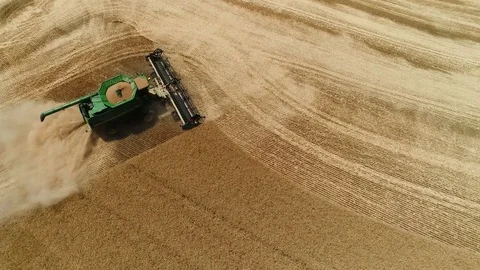 Combine Harvests Wheat Stock Footage