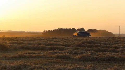 Combine harvests wheat Stock Footage 79094644