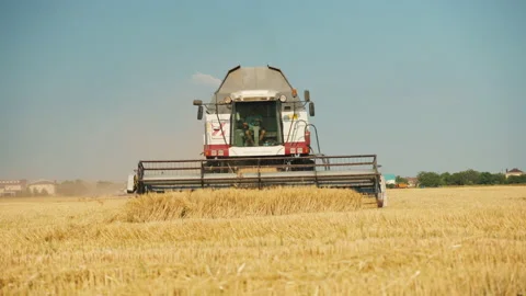 The combine harvests wheat. Front view. Video stock 197781496