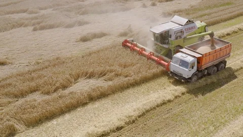 Combine harvests wheat grain and pours into truck on field. Stock Footage 113389130