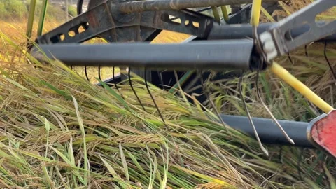 The combine header captures leaning rice stems while moving forward through dens Video stock 342139871