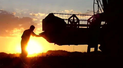 Combine header cleaning after wheat harvesting. Summer sunset. Stock Footage 54630973