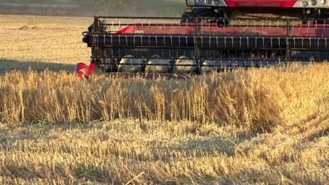 Combine Header Cutting Ripe Wheat During Harvest Stock Footage 341767206