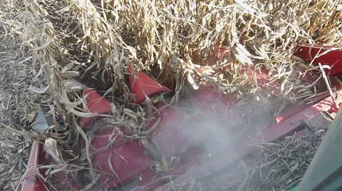 Combine header during corn harvesting Stock Footage 47850028