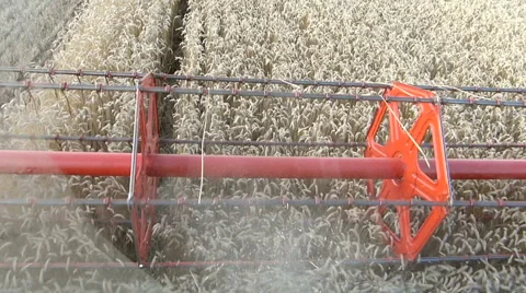 Combine header during wheat harvesting. Cabine view. Stock Footage 54596648